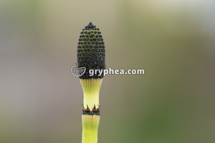 Prêle - strobile (Equisetum hyemale)  - gryphea.com